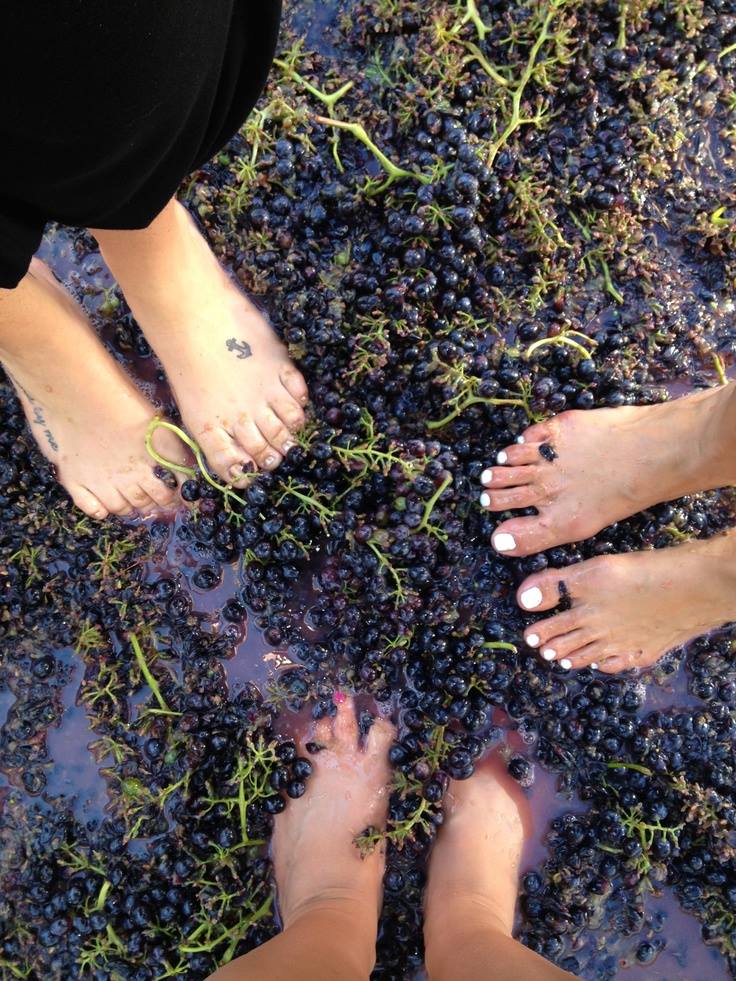 Grape Stomp at Sorrenti's Cherry Valley Vineyards Sept. 30th, and Oct 1st, 2017 1 pm to 5 pm